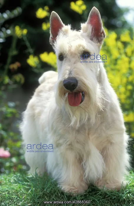 : Scottish Terrier : Scottish Terrier