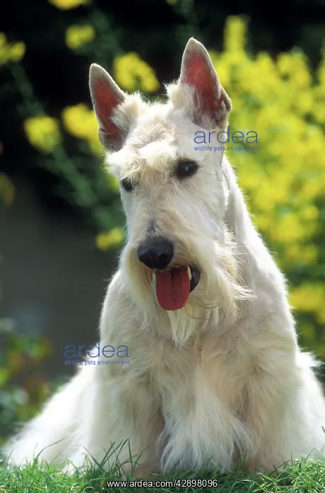  : Scottish Terrier Dog