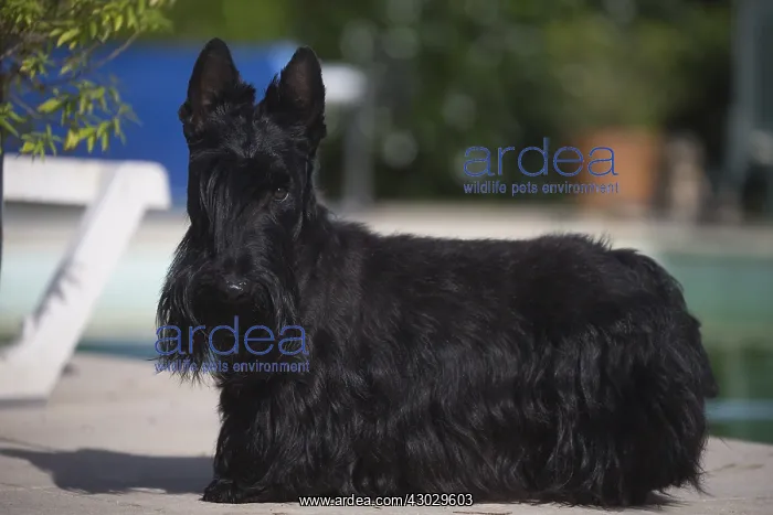  : Scottish Terrier dog outside