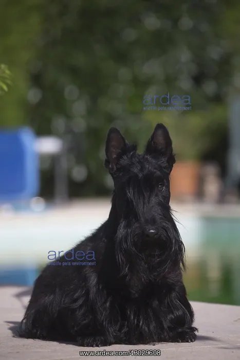  : Scottish Terrier dog outside