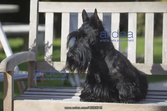  : Scottish Terrier dog outside
