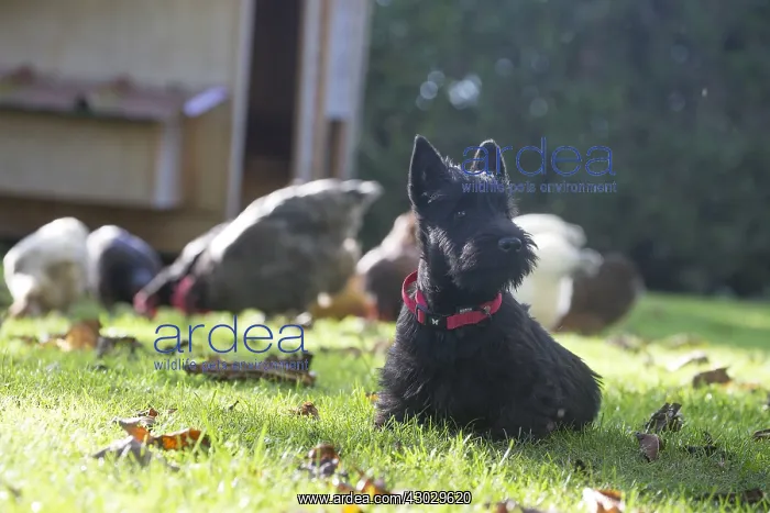  : Scottish Terrier dog outside