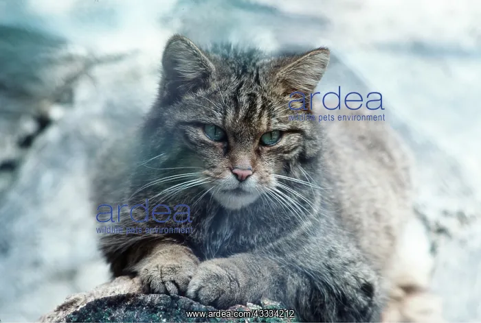 : SCOTTISH WILD CAT : SCOTTISH WILD CAT