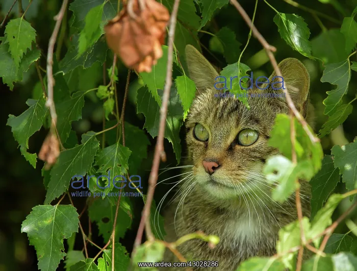 : Scottish Wildcat sitting among foliage controlled : Scottish Wildcat sitting among foliage controlled