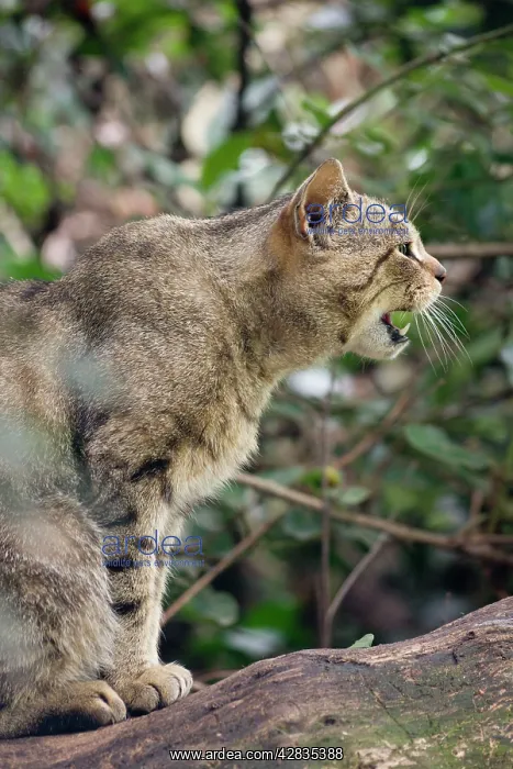 : Scottish Wildcat - snarling : Scottish Wildcat - snarling