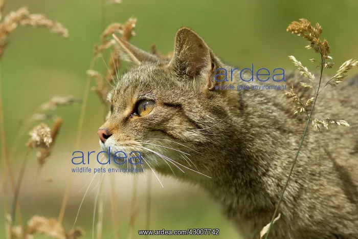 : Scottish Wildcat sneaking through vegetation July : Scottish Wildcat sneaking through vegetation July