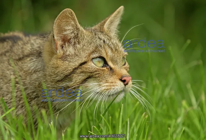 : Scottish Wildcat stalking in the grass controlled : Scottish Wildcat stalking in the grass controlled