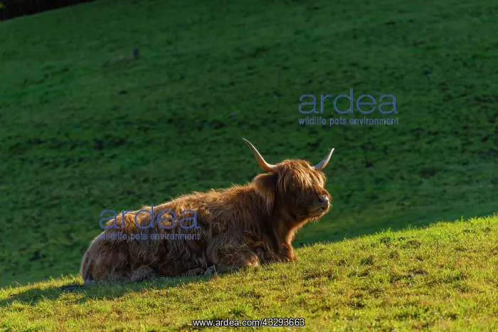 : Scottish young highland cattle on the alpine meadow : Scottish young highland cattle on the alpine meadow