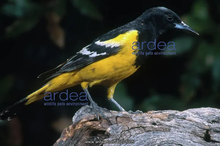 : Scott's Oriole : Scott's Oriole