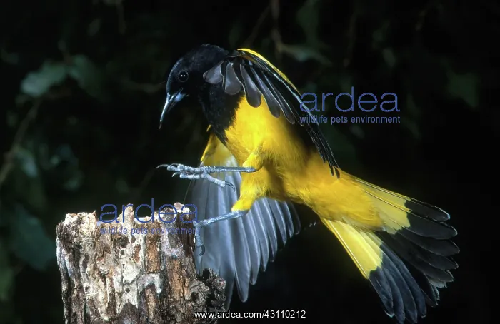 : Scott's Oriole