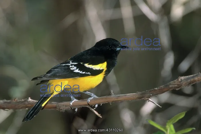 : Scott's Oriole : Scott's Oriole