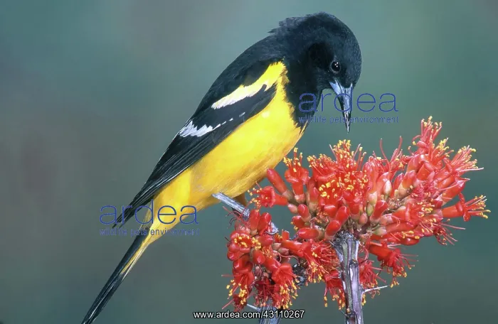: Scott's Oriole : Scott's Oriole