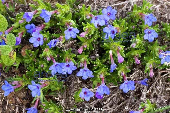: Scrambling Gromwell - in flower : Scrambling Gromwell - in flower