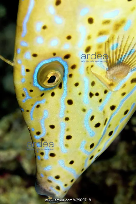 : Scraweled Filefish : Scraweled Filefish