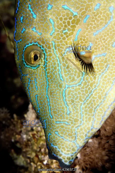 : Scraweled Filefish : Scraweled Filefish