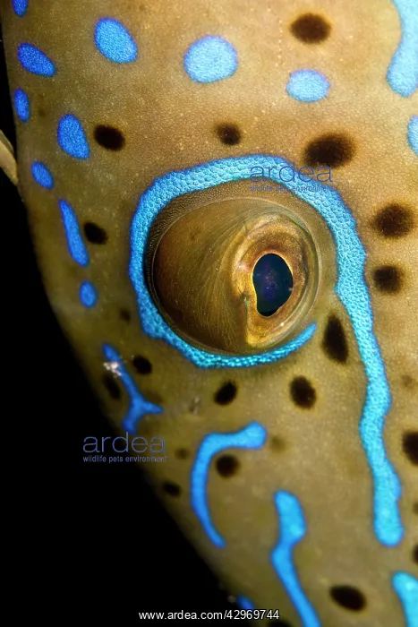 : Scraweled Filefish - close-up : Scraweled Filefish - close-up