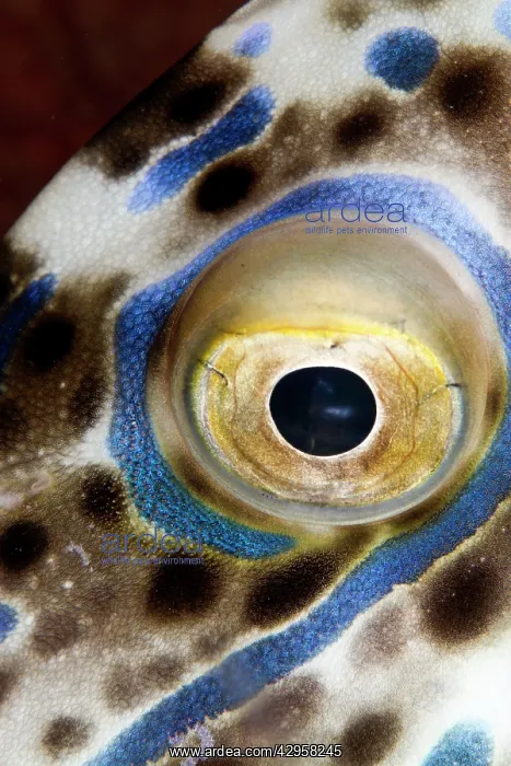: Scraweled Filefish - eye : Scraweled Filefish - eye