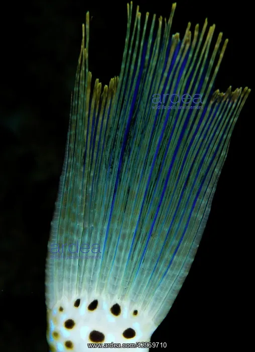: Scraweled Filefish - tail : Scraweled Filefish - tail