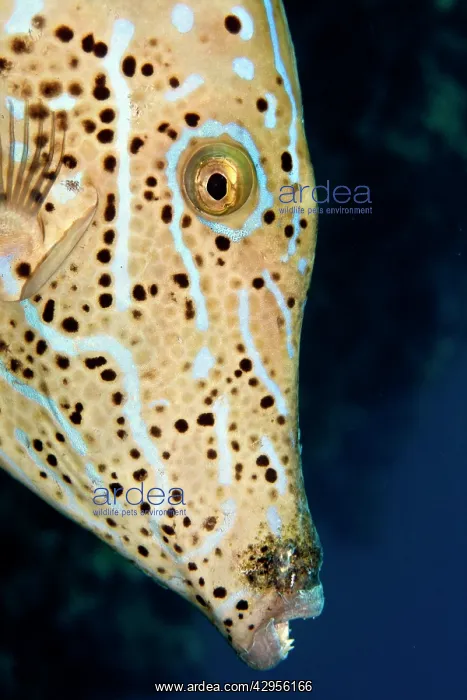: Scrawled Filefish : Scrawled Filefish