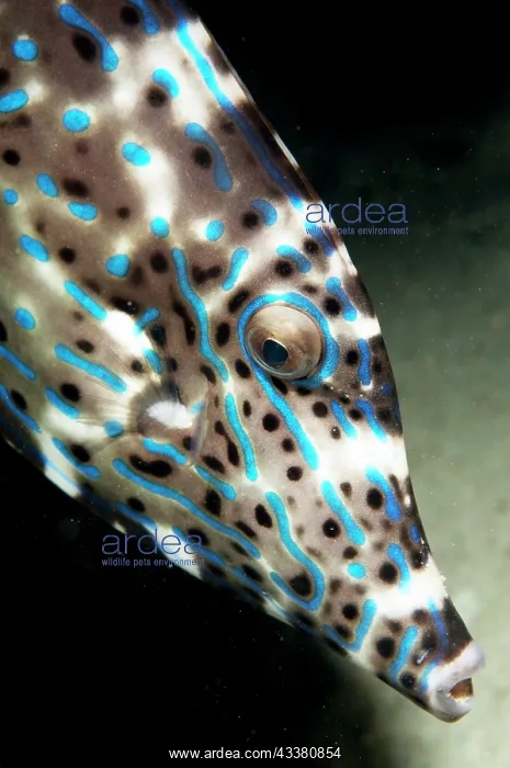 : Scrawled Filefish : Scrawled Filefish