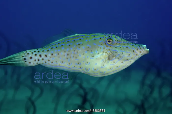 : Scrawled Filefish : Scrawled Filefish