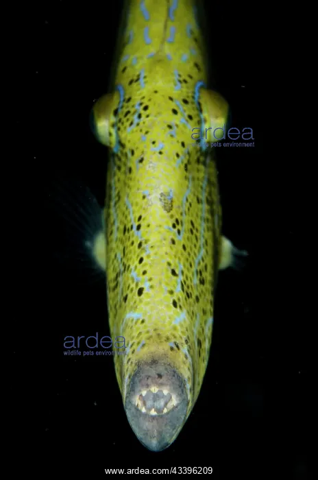 : Scrawled Filefish : Scrawled Filefish