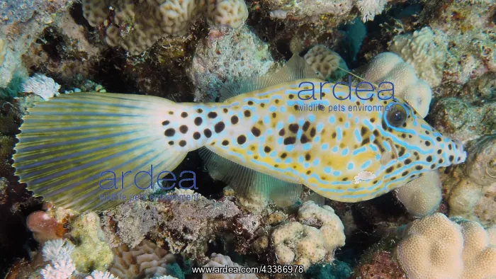  : Scrawled filefish (Aluterus scriptus), House reef d