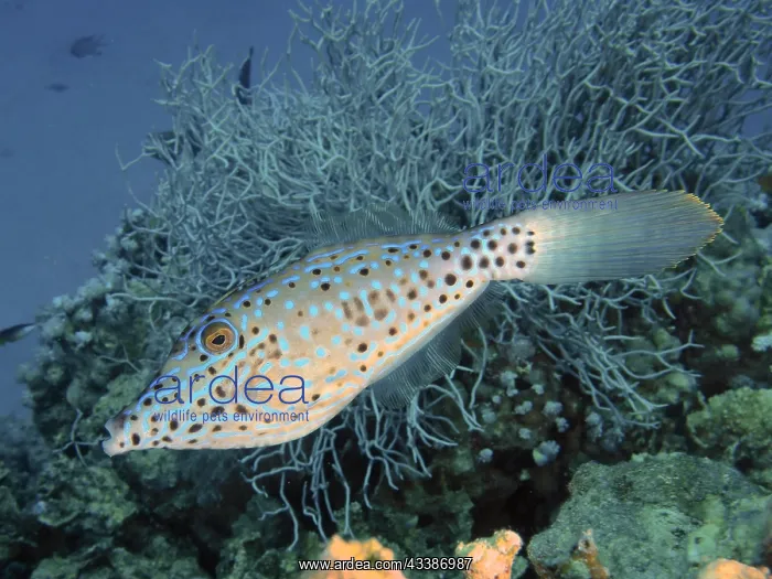  : Scrawled filefish (Aluterus scriptus), House reef d