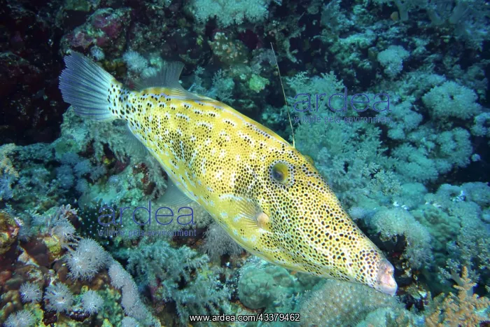 : Scrawled filefish (Aluterus scriptus), Daedalus : Scrawled filefish (Aluterus scriptus), Daedalus