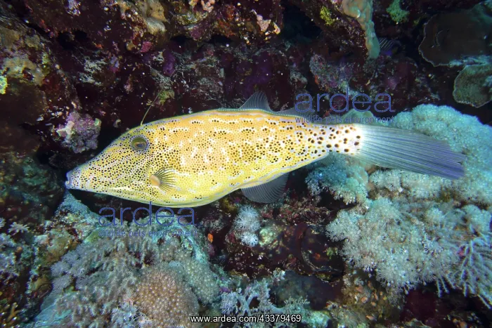 : Scrawled filefish (Aluterus scriptus), Daedalus : Scrawled filefish (Aluterus scriptus), Daedalus