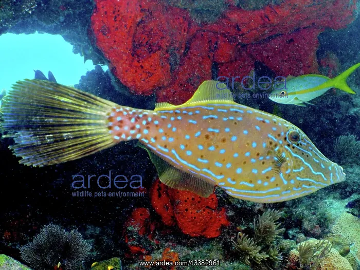 : Scrawled filefish (Aluterus scriptus). Dive site : Scrawled filefish (Aluterus scriptus). Dive site