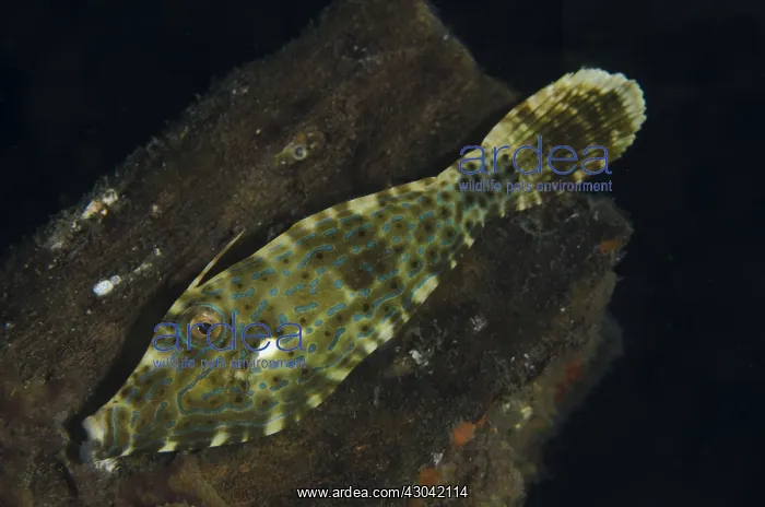 : Scrawled Filefish - Night dive, TK1 dive site, Lembeh : Scrawled Filefish - Night dive, TK1 dive site, Lembeh