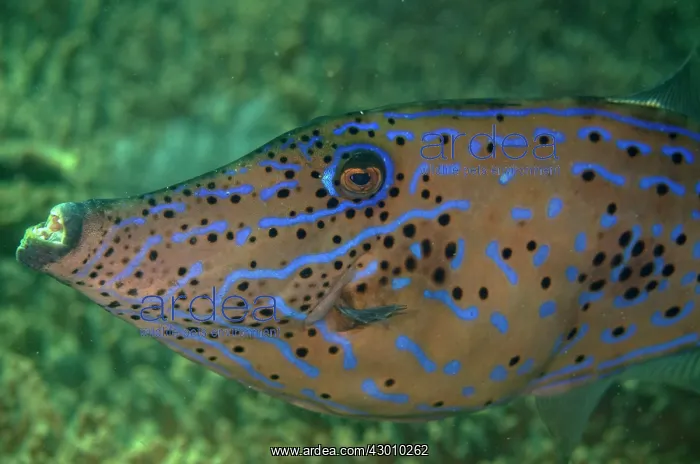 : Scrawled Filefish Pangah Kecil dive site, Loh Buaya : Scrawled Filefish Pangah Kecil dive site, Loh Buaya