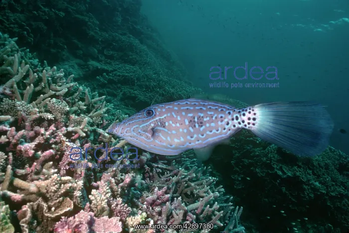 : Scrawled LEATHERJACKET / Filefish : Scrawled LEATHERJACKET / Filefish