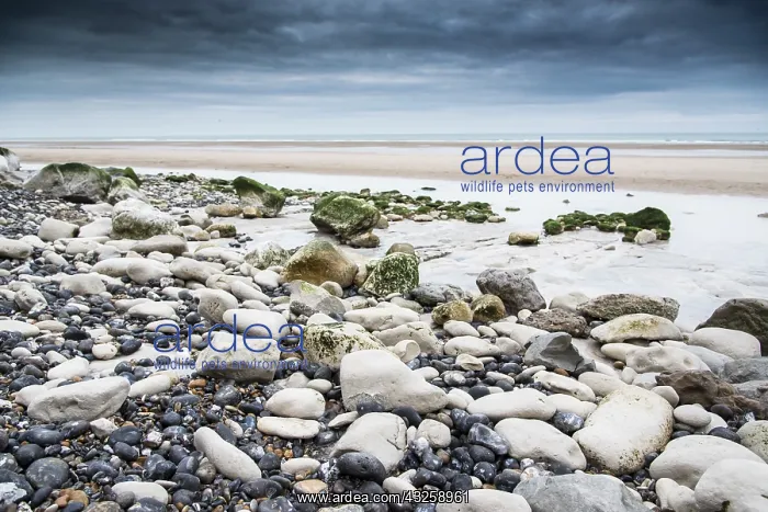 : Scree of the Cap blanc nez Cliff, on Escalles Beach : Scree of the Cap blanc nez Cliff, on Escalles Beach