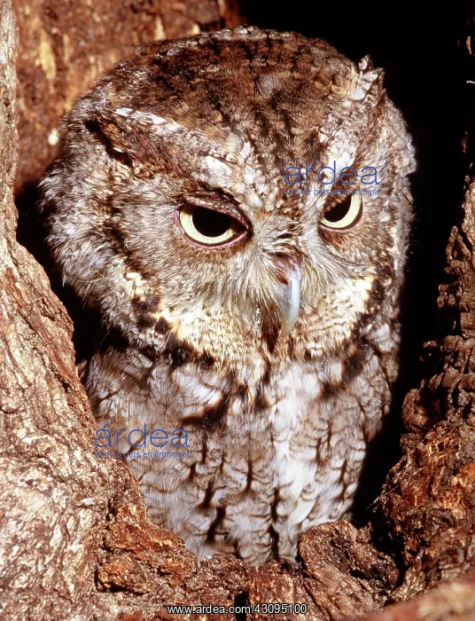 : Screech Owl : Screech Owl