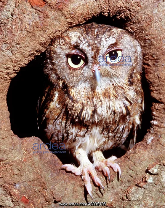 : Screech Owl : Screech Owl