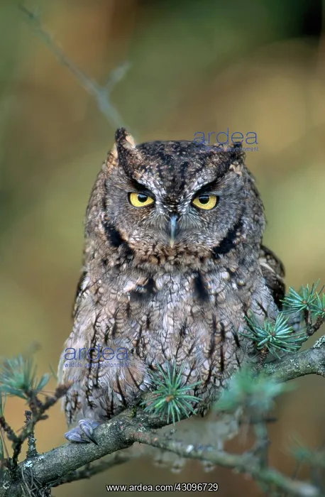 : Screech Owl : Screech Owl