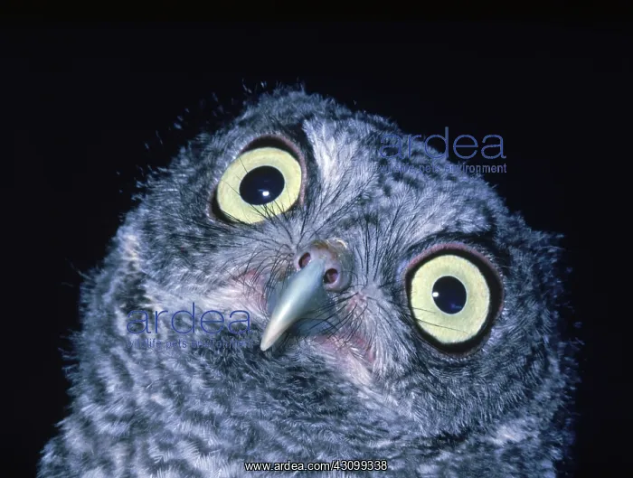 : Screech Owl : Screech Owl