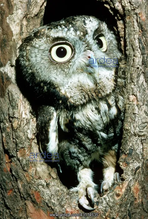 : Screech Owl : Screech Owl