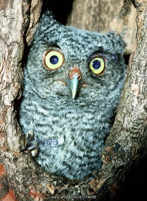 : Screech Owl Chick : Screech Owl Chick