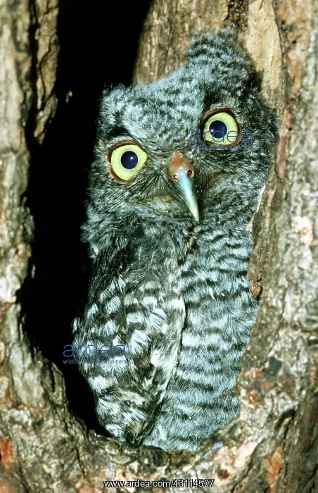 : Screech Owl Chick : Screech Owl Chick