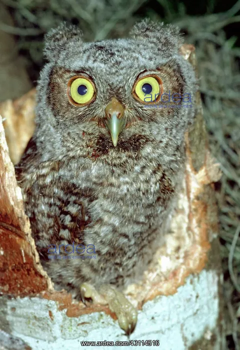 : Screech Owl Chick : Screech Owl Chick