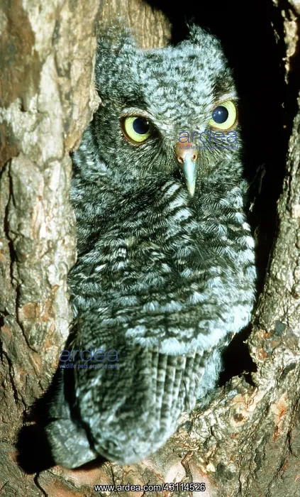 : Screech Owl Chick : Screech Owl Chick