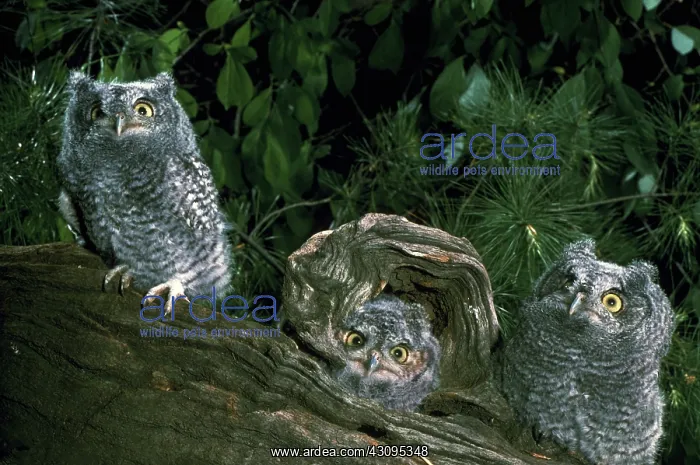 : Screech owl chick trio : Screech owl chick trio