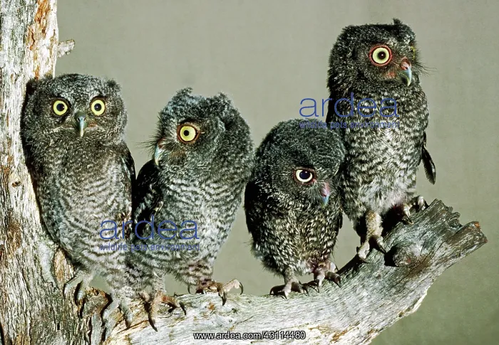 : Screech Owl Chicks : Screech Owl Chicks