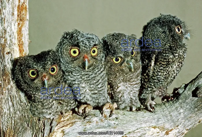 : Screech Owl Chicks : Screech Owl Chicks