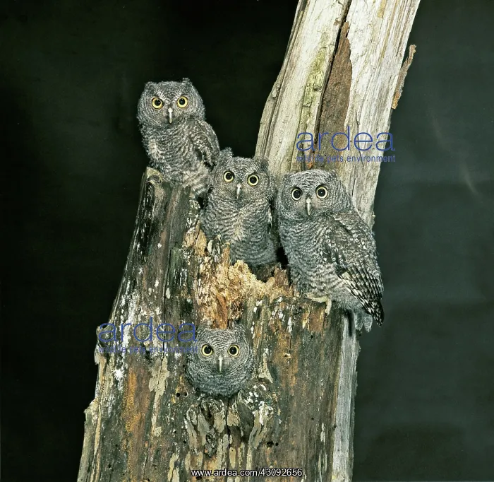 : Screech Owl fledglings : Screech Owl fledglings