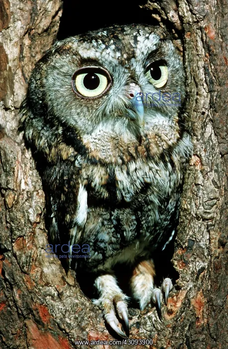 : Screech Owl (Otis asio) : Screech Owl (Otis asio)