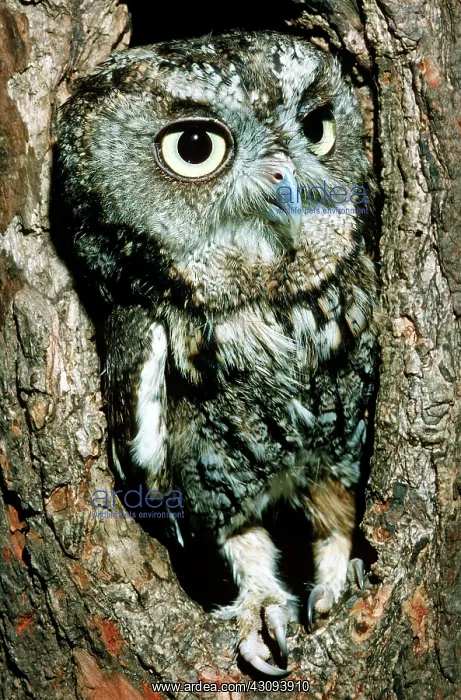 : Screech Owl (Otis asio) : Screech Owl (Otis asio)